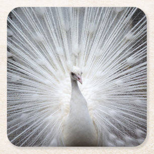 Peacock20160401 Square Paper Coaster