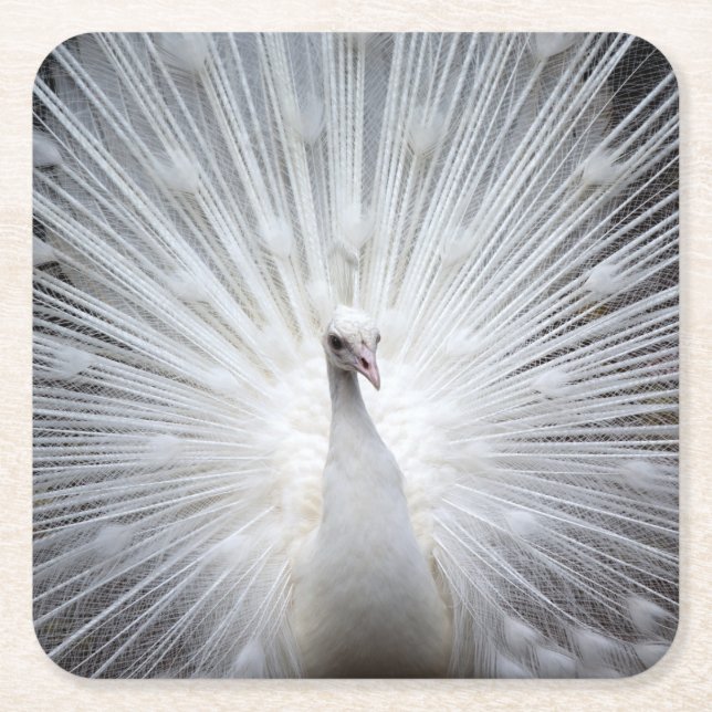 Peacock20160401 Square Paper Coaster (Front)