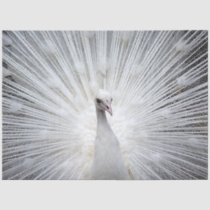 Peacock20160401 Tissue Paper
