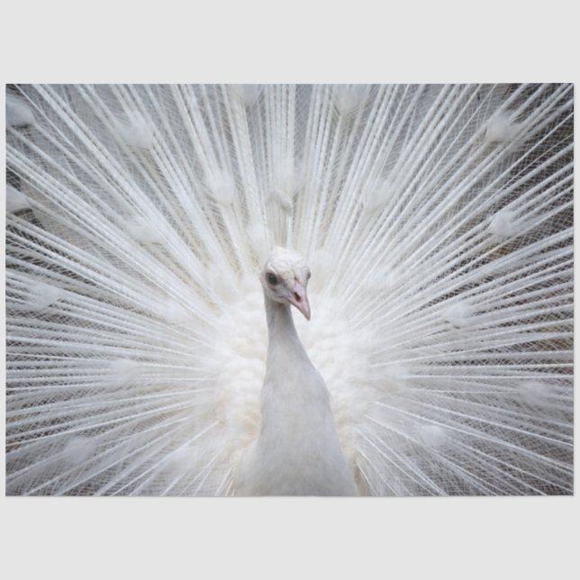 Peacock20160401 Tissue Paper (Front)