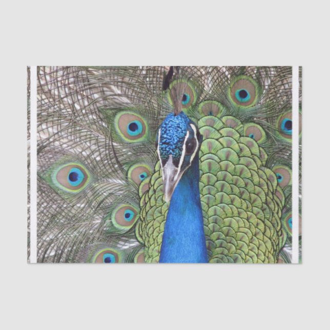peacock-3.jpg tissue paper (Front)