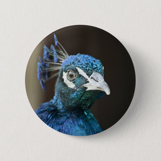 peacock 6 cm round badge (Front)