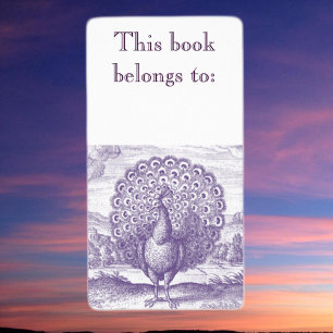 Peacock, a vintage engraving