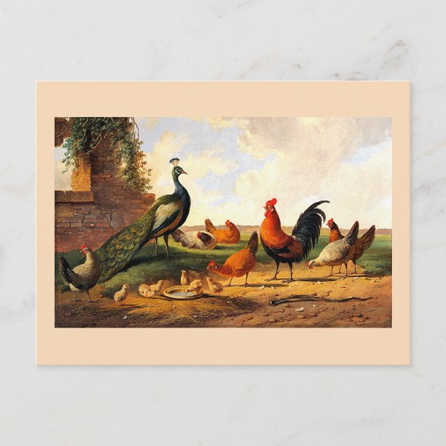 Peacock and chickens postcard (Front)