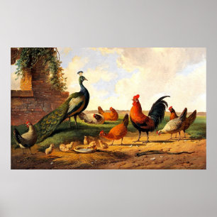 Peacock and chickens poster