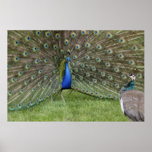 Peacock and Peahen Poster
