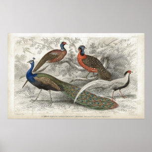 Peacock and Pheasants Antique Lithograph print