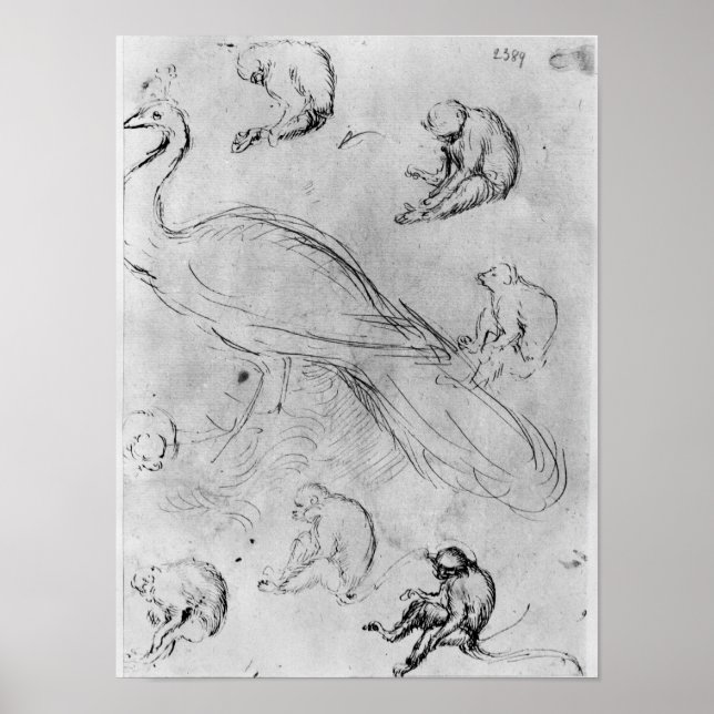 Peacock and Six Monkeys Poster (Front)