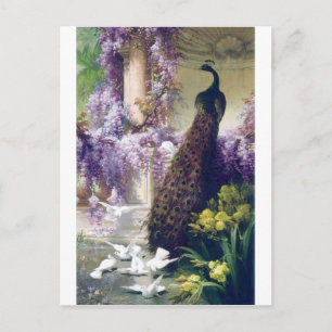 Peacock and white doves birds painting postcard