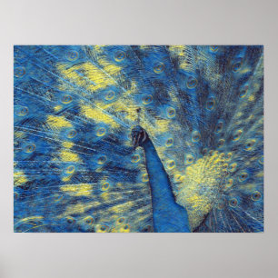 Peacock Artwork in Van Gogh Starry Night Colours Poster