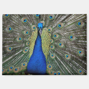 Peacock at Fountain of Youth Magnet