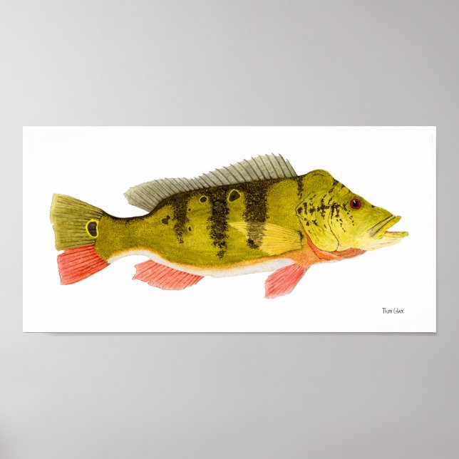 Peacock Bass Art Poster (Front)