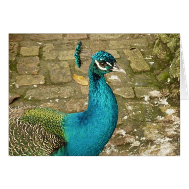 Peacock Beautiful Nature Photography (Front Horizontal)