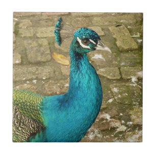 Peacock Beautiful Nature Photography Ceramic Tile