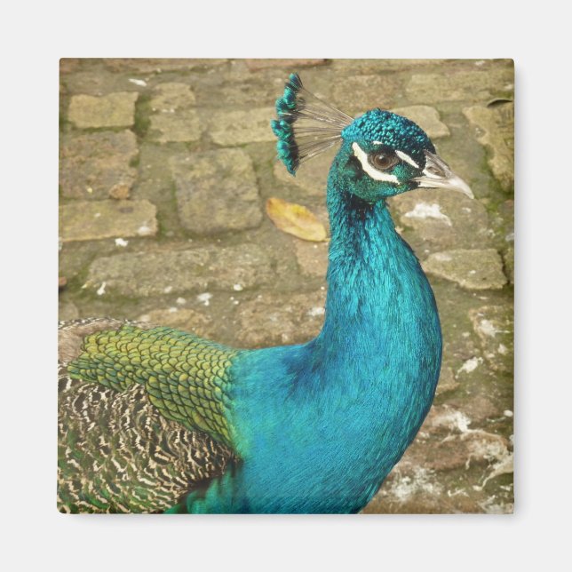 Peacock Beautiful Nature Photography Magnet (Front)