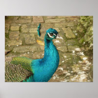 Peacock Beautiful Nature Photography