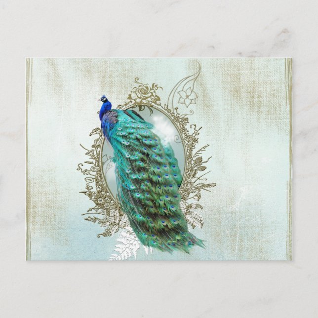 peacock beautiful turquoise vintage shabby bird postcard (Front)