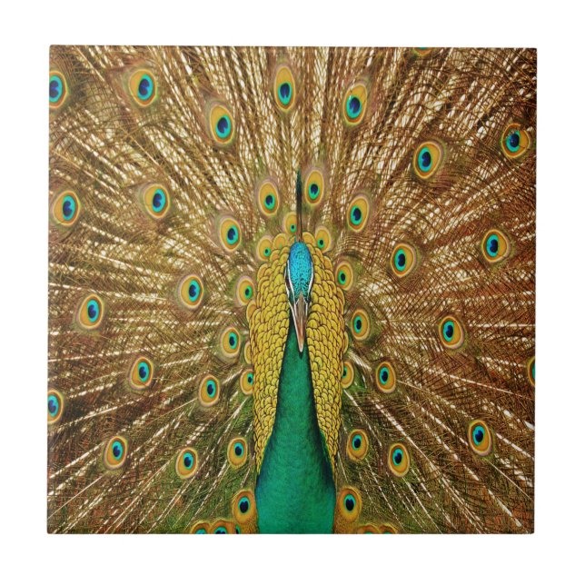 Peacock Bird Feathers Ceramic Tile (Front)