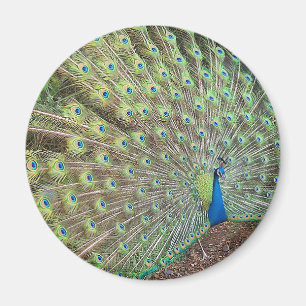 Peacock Bird Feathers Wildlife Animal Magnet
