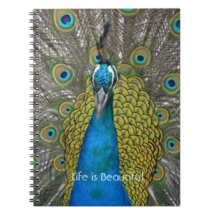 Peacock Bird Kauai (my photography) Notebook
