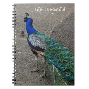 Peacock Bird Kauai (my photography) Notebook