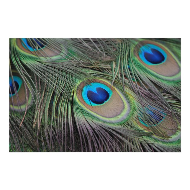 Peacock Bird Peafowl Photo Print (Front)