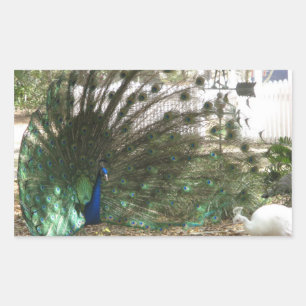 Peacock Bird Plumage and Albino Peahen Photo Rectangular Sticker