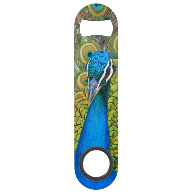 Peacock Blue Head with and Colourful Tail Feathers (Back)
