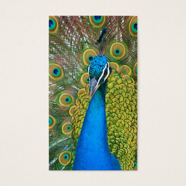 Peacock Blue Head with and Colourful Tail Feathers (Front)