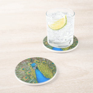 Peacock Blue Head with and Colourful Tail Feathers Coaster