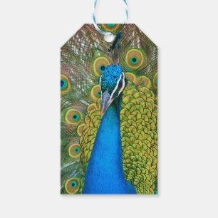 Peacock Blue Head with and Colourful Tail Feathers Gift Tags