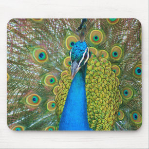 Peacock Blue Head with and Colourful Tail Feathers Mouse Pad