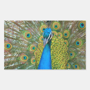Peacock Blue Head with and Colourful Tail Feathers Rectangular Sticker