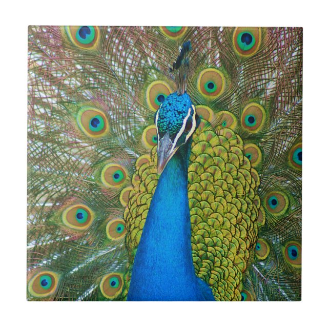 Peacock Blue Head with and Colourful Tail Feathers Tile (Front)