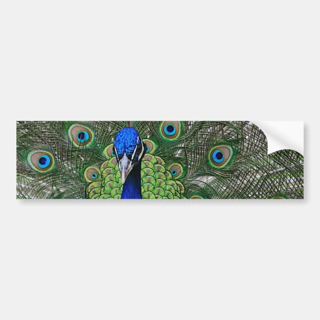 Peacock Bumper Sticker (Front)