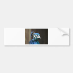 peacock bumper sticker