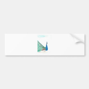 Peacock Bumper Sticker