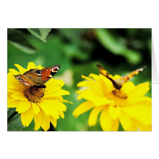 Peacock butterflies - Card (Front Horizontal)