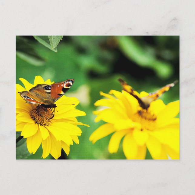 Peacock butterflies - Postcard (Front)