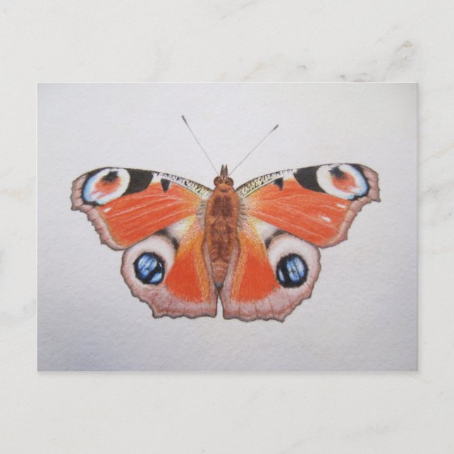 Peacock Butterfly 2012 Postcard (Front)