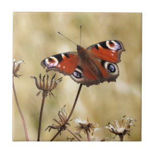 Peacock Butterfly Ceramic Tile