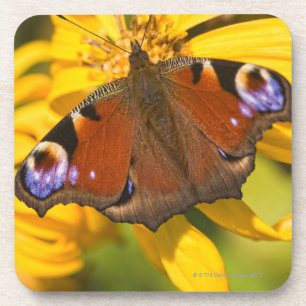 Peacock butterfly coaster
