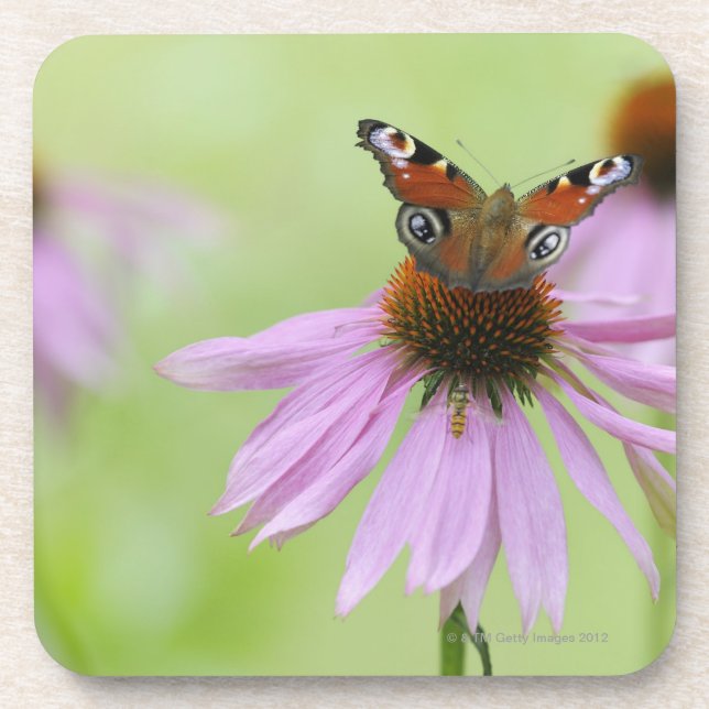 Peacock butterfly (Inachis io) drinking nectar Coaster (Front)
