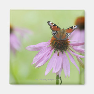 Peacock butterfly (Inachis io) drinking nectar Magnet