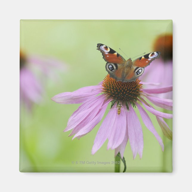 Peacock butterfly (Inachis io) drinking nectar Magnet (Front)