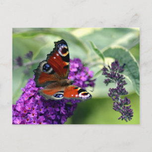 Peacock Butterfly (Inachis io) Postcard