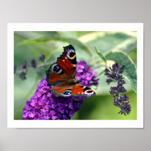 Peacock Butterfly (Inachis io) Poster