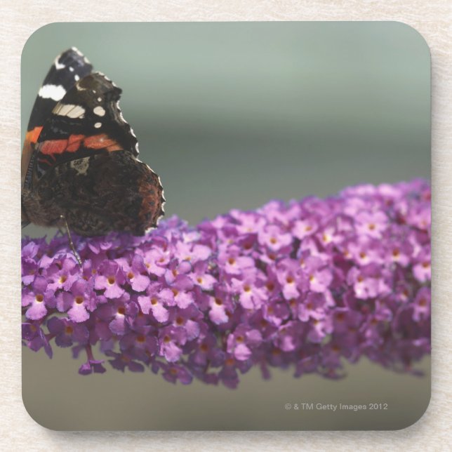 Peacock butterfly on flower coaster (Front)