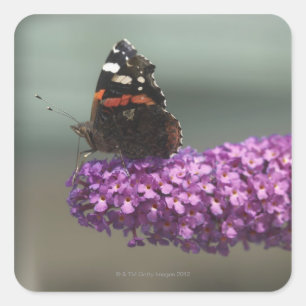 Peacock butterfly on flower square sticker