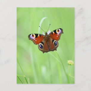 Peacock Butterfly Postcard